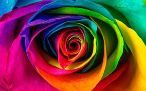Preview wallpaper rose, petals, colorful, flower