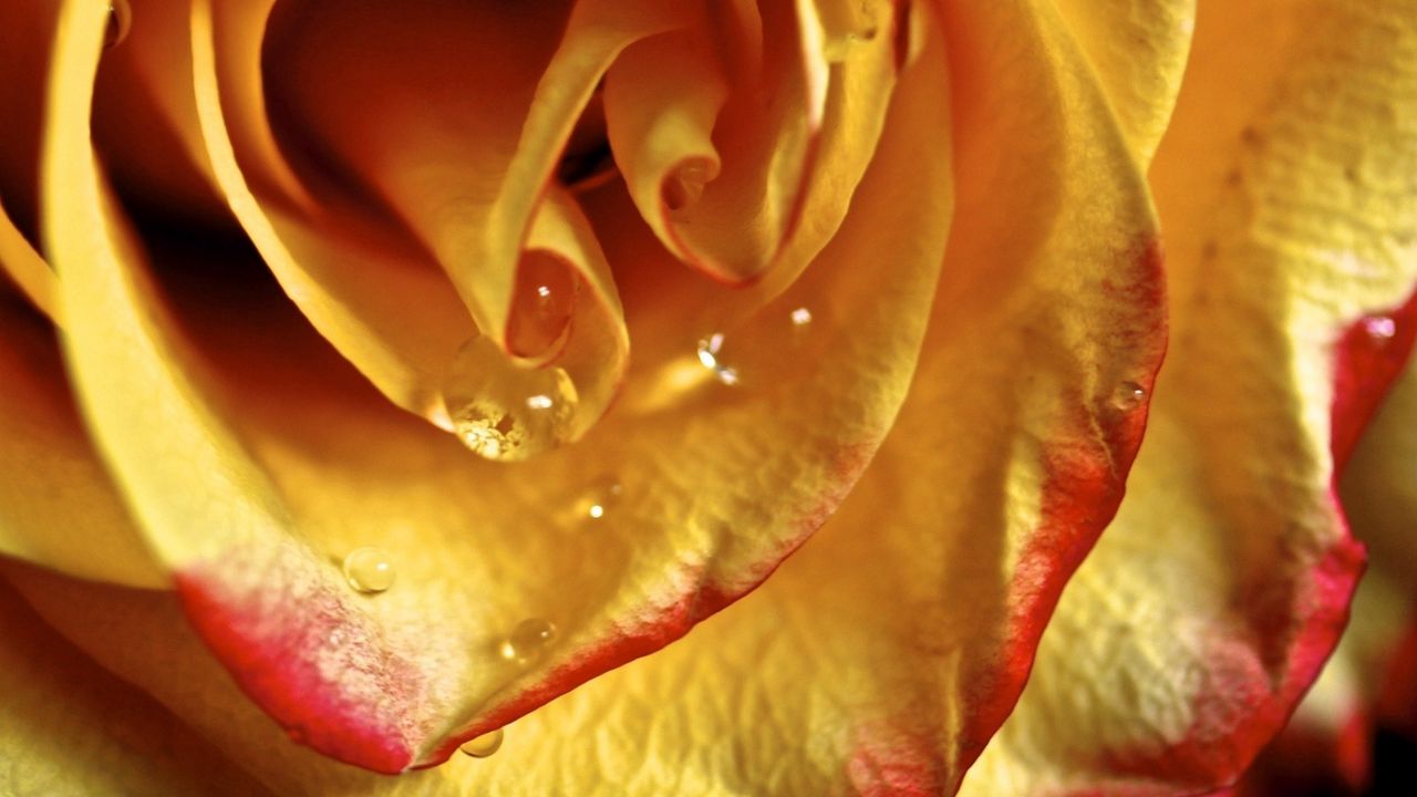 Wallpaper rose, petals, drop, line