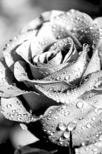 Preview wallpaper rose, petals, dropes, rain, macro, black and white