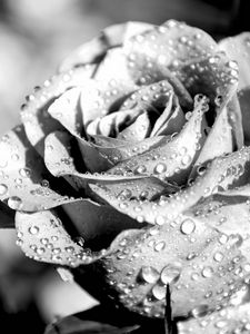 Preview wallpaper rose, petals, dropes, rain, macro, black and white