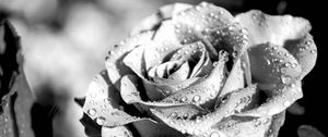 Preview wallpaper rose, petals, dropes, rain, macro, black and white