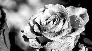 Preview wallpaper rose, petals, dropes, rain, macro, black and white