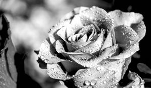 Preview wallpaper rose, petals, dropes, rain, macro, black and white