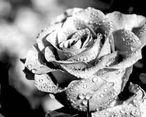 Preview wallpaper rose, petals, dropes, rain, macro, black and white