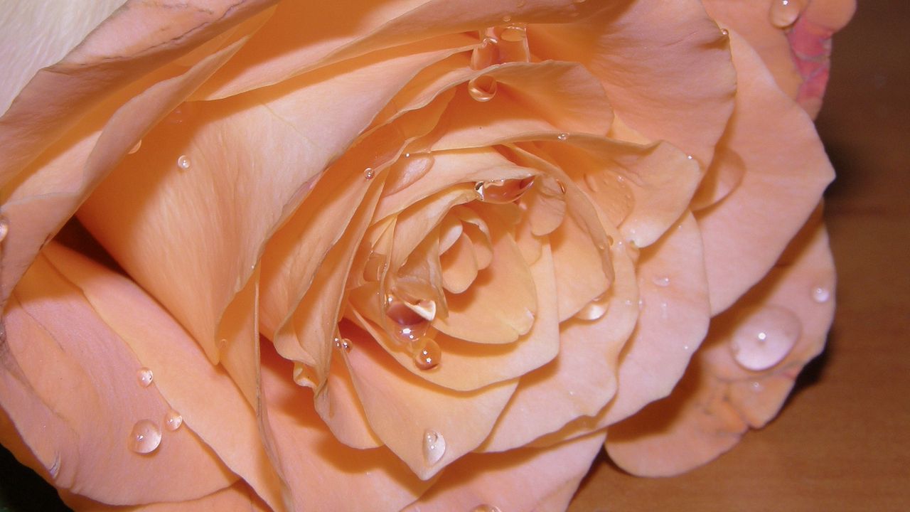 Wallpaper rose, petals, drops, bud