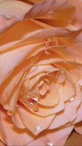 Preview wallpaper rose, petals, drops, bud