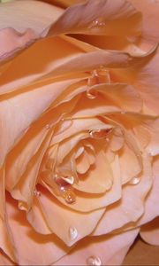 Preview wallpaper rose, petals, drops, bud