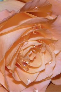 Preview wallpaper rose, petals, drops, bud