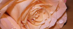 Preview wallpaper rose, petals, drops, bud