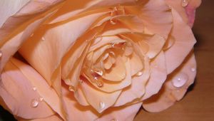 Preview wallpaper rose, petals, drops, bud