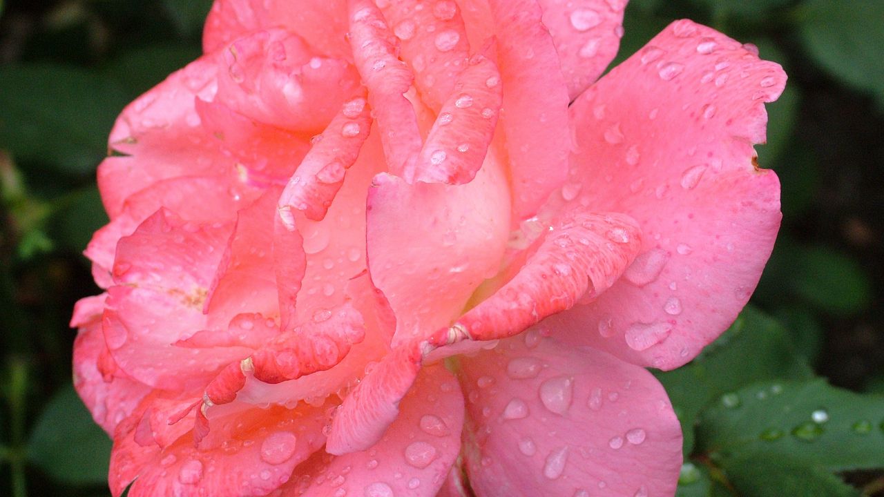 Wallpaper rose, petals, drops, pink