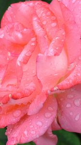 Preview wallpaper rose, petals, drops, pink