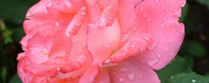 Preview wallpaper rose, petals, drops, pink