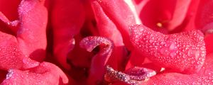 Preview wallpaper rose, petals, drops, dew
