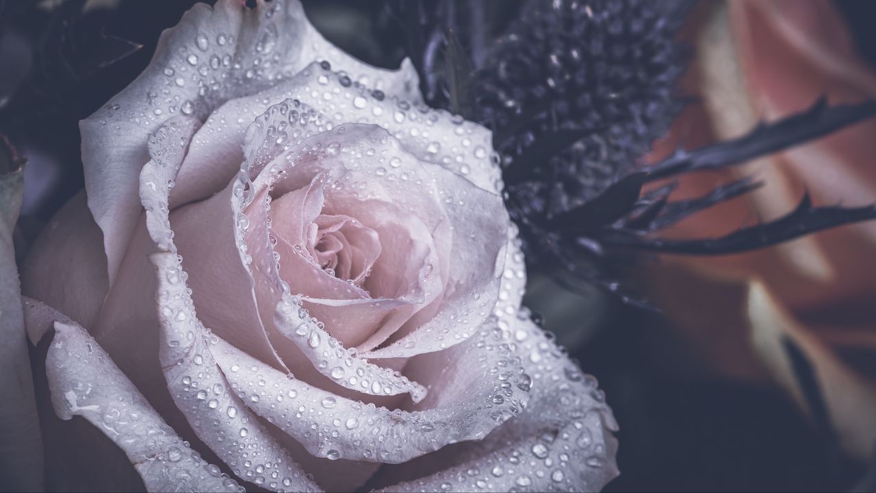 Wallpaper rose, petals, drops