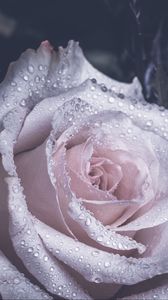 Preview wallpaper rose, petals, drops