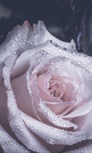 Preview wallpaper rose, petals, drops
