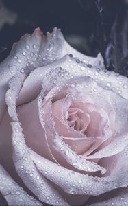 Preview wallpaper rose, petals, drops