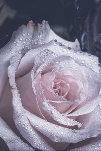 Preview wallpaper rose, petals, drops