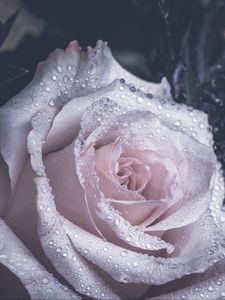 Preview wallpaper rose, petals, drops
