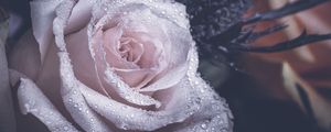 Preview wallpaper rose, petals, drops