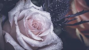 Preview wallpaper rose, petals, drops