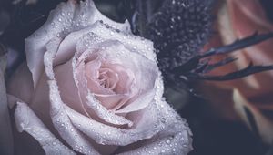 Preview wallpaper rose, petals, drops