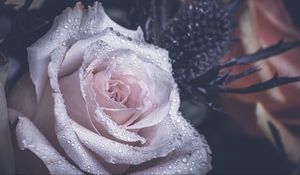 Preview wallpaper rose, petals, drops