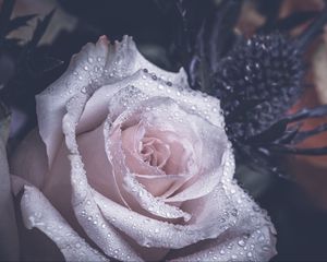 Preview wallpaper rose, petals, drops