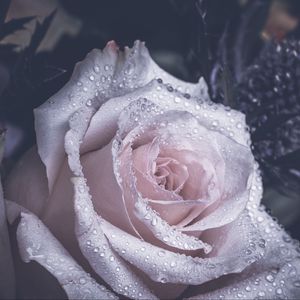 Preview wallpaper rose, petals, drops