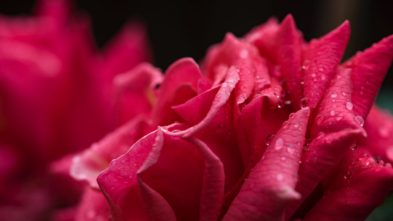 Wallpaper rose, petals, drops