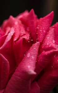 Preview wallpaper rose, petals, drops