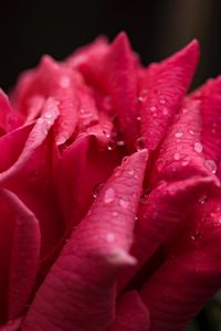 Preview wallpaper rose, petals, drops