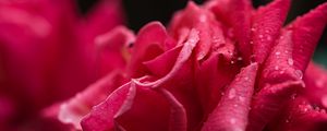 Preview wallpaper rose, petals, drops