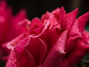 Preview wallpaper rose, petals, drops