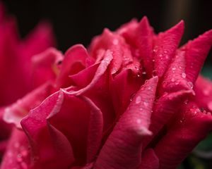 Preview wallpaper rose, petals, drops