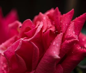 Preview wallpaper rose, petals, drops