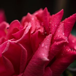 Preview wallpaper rose, petals, drops