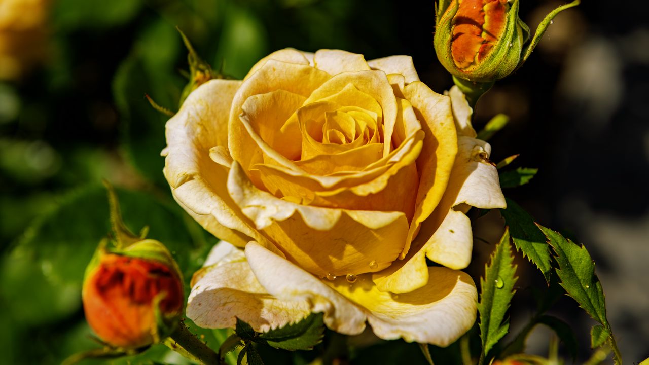 Wallpaper rose, petals, drops, plant, flower, macro
