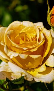 Preview wallpaper rose, petals, drops, plant, flower, macro