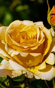Preview wallpaper rose, petals, drops, plant, flower, macro