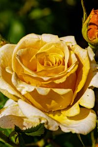 Preview wallpaper rose, petals, drops, plant, flower, macro