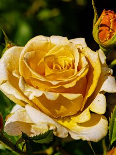 240x320 Wallpaper rose, petals, drops, plant, flower, macro
