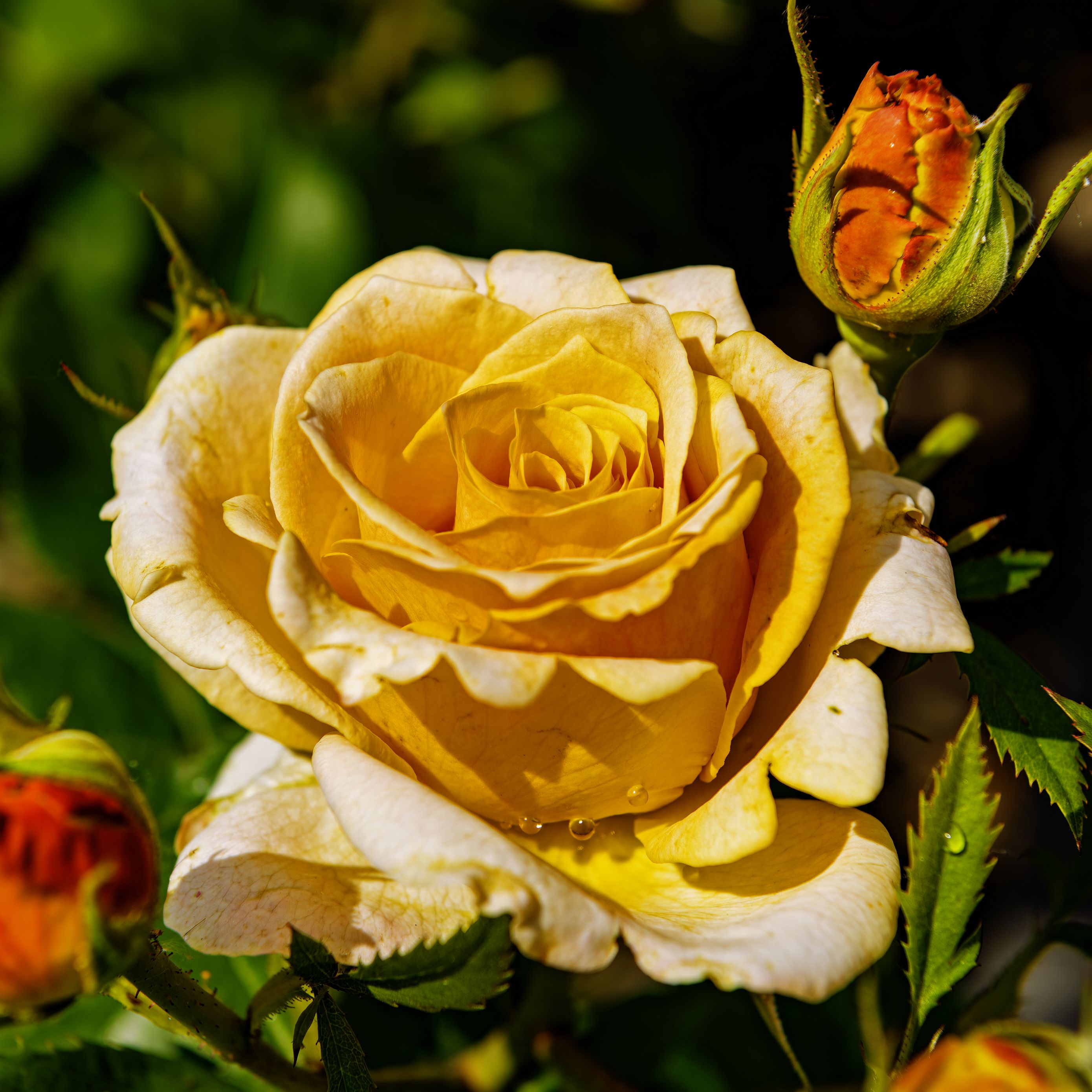 2780x2780 Wallpaper rose, petals, drops, plant, flower, macro