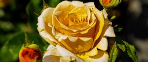 Preview wallpaper rose, petals, drops, plant, flower, macro