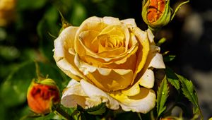 Preview wallpaper rose, petals, drops, plant, flower, macro