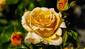 Preview wallpaper rose, petals, drops, plant, flower, macro