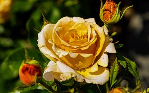 Preview wallpaper rose, petals, drops, plant, flower, macro