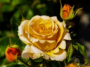 Preview wallpaper rose, petals, drops, plant, flower, macro