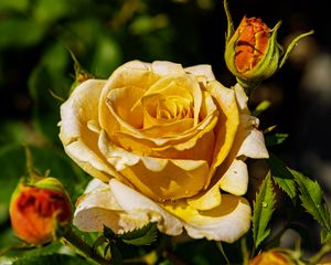 Preview wallpaper rose, petals, drops, plant, flower, macro